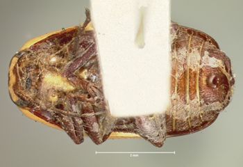 Media type: image; Entomology 8828   Aspect: habitus ventral view